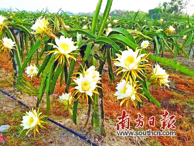 图片说明