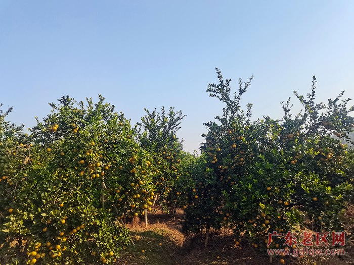 1、贡柑果园.jpg