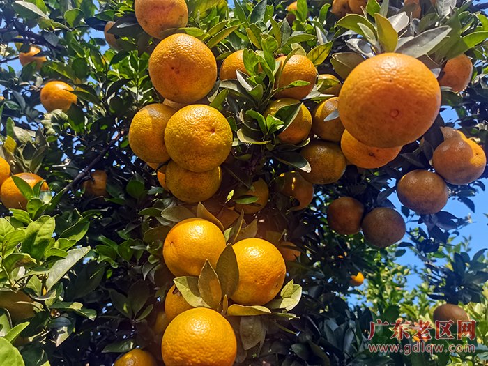 3、贡柑.jpg