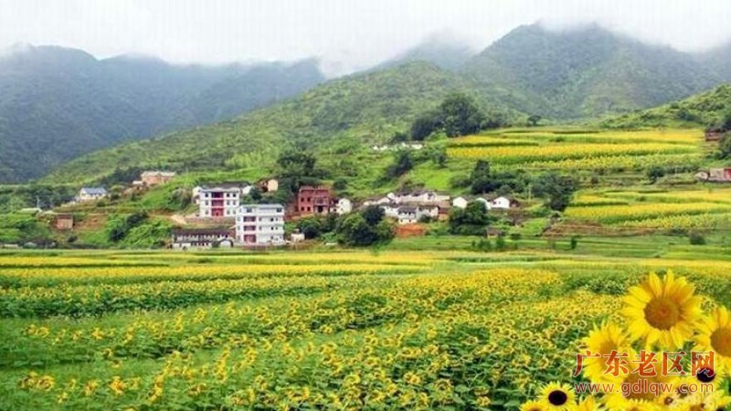 3、万福寺前的坑尾村近千亩梯田种植的向日葵次第盛开.jpg