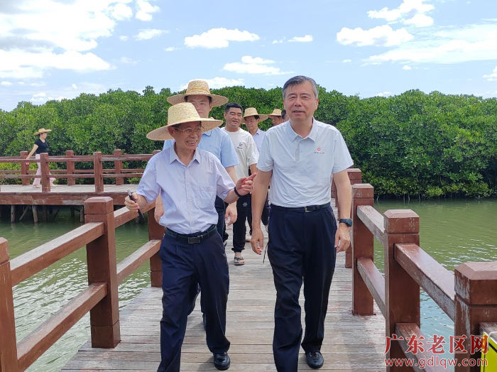 调研组到麻章金牛岛红树林片区考察.png